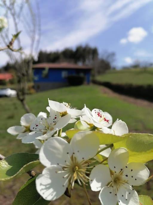 La Casa Azul De Lua Un Lugar Magico Villa Juncedo Dış mekan fotoğraf